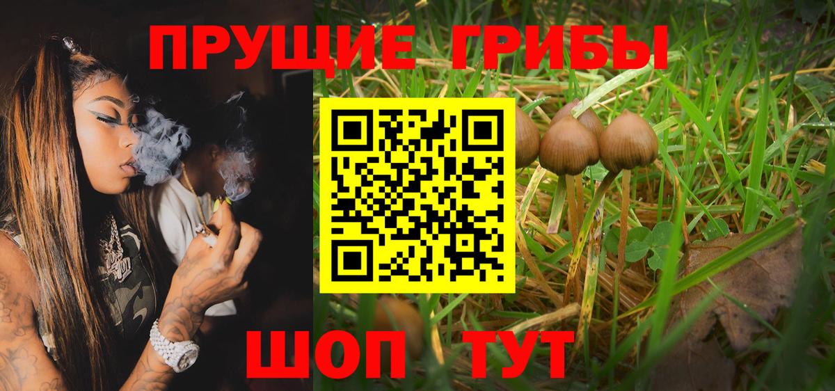 что такое   Владимир  Галлюциногенные грибы GOLDEN TEACHER  Псилоцибиновые грибы мицелий 