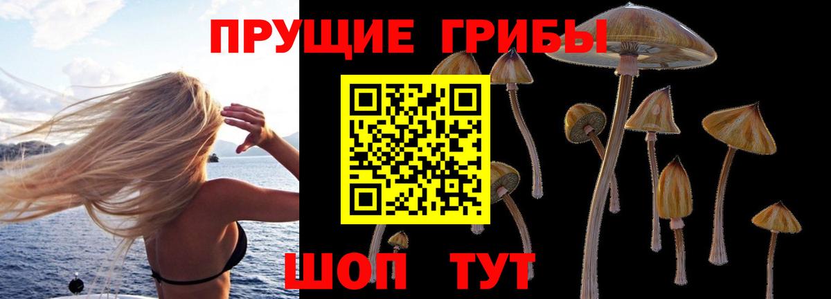 Галлюциногенные грибы Psilocybine cubensis Владимир